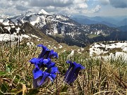 51 Genziana di Koch (Gentiana acaulis) con vista verso il Monte Cavallo